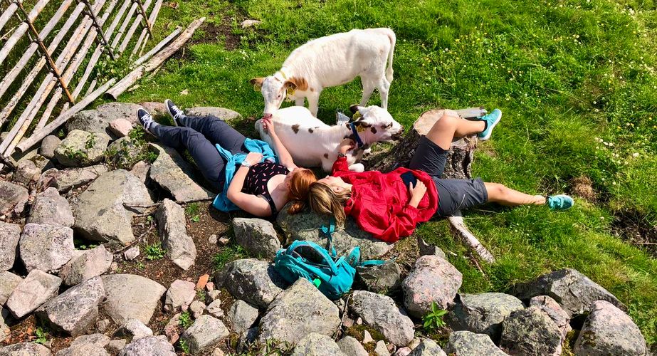 Relaxen bij de koeien